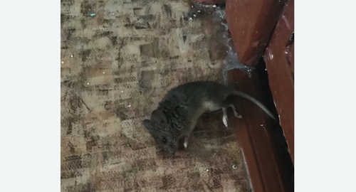 Дезинфекция от мышей в Среднеуральске