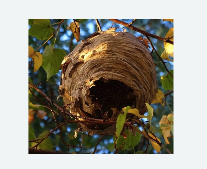 Обработка от шершней в Среднеуральске