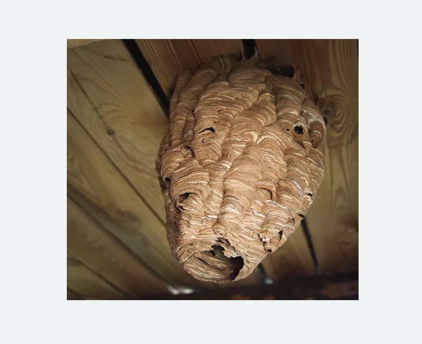 обработка от шершней в Среднеуральске