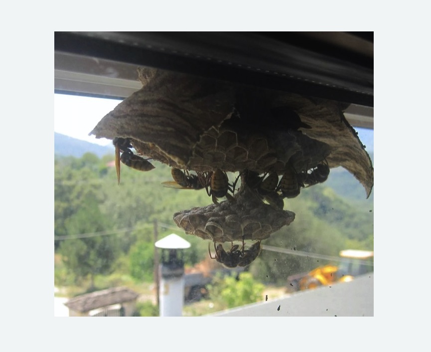 Уничтожение гнёзд шершней в Среднеуральске