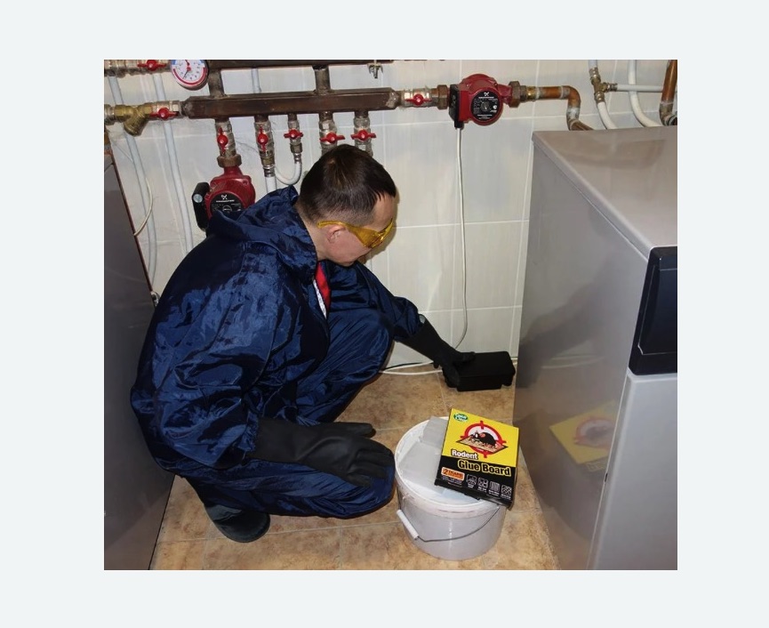 Уничтожение крыс в Среднеуральске