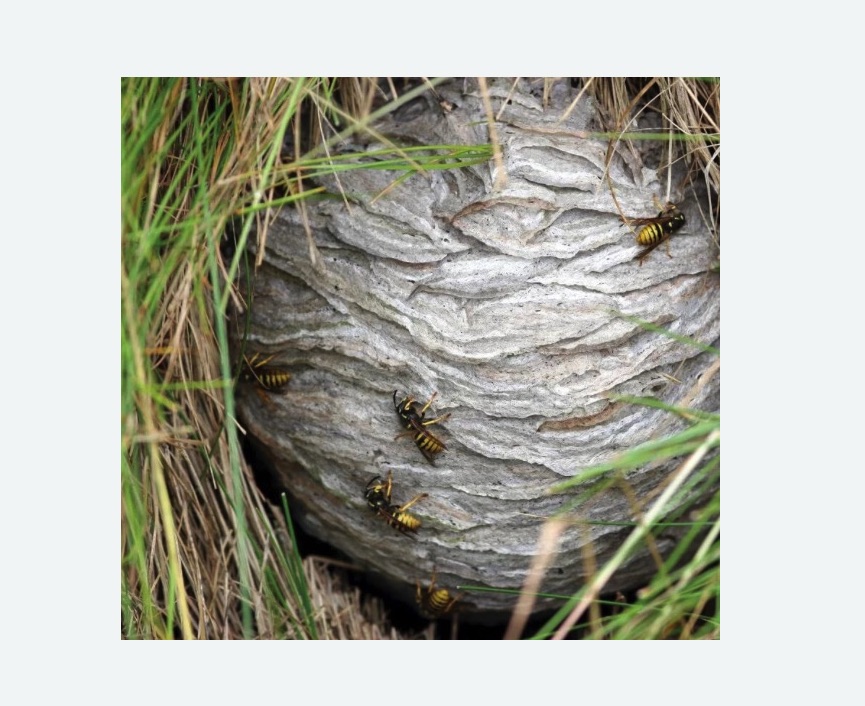 Уничтожение ос и ульев в Среднеуральске